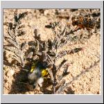 Andrena vaga - Weiden-Sandbiene w09.jpg